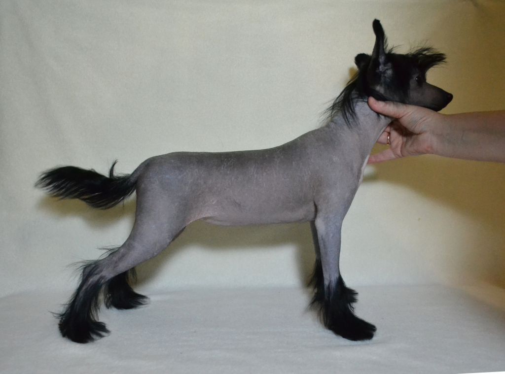 Volshebnaja Loshadka Ivana