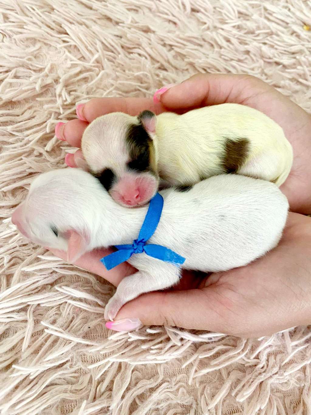 Armin Morganite Rose