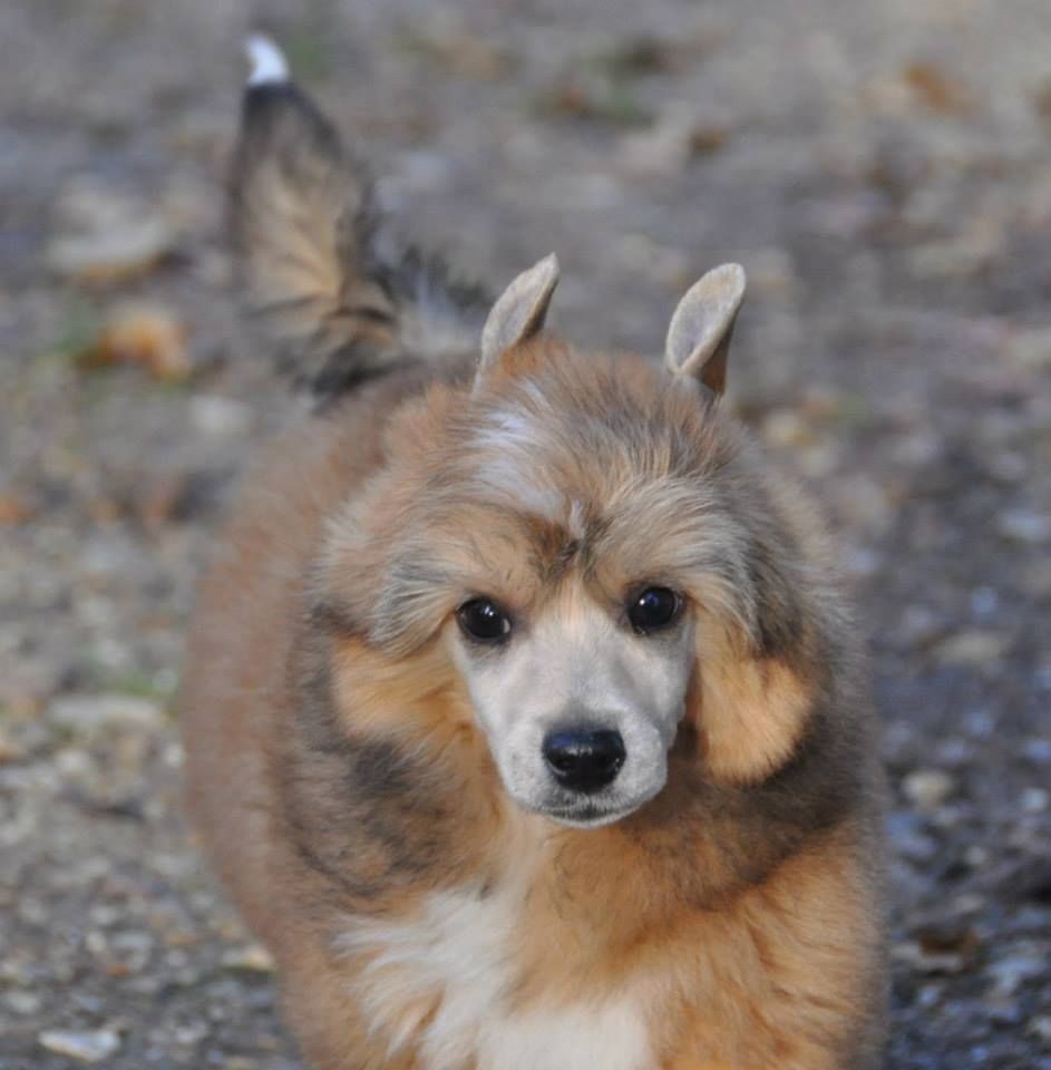 Idalgo Little Champs