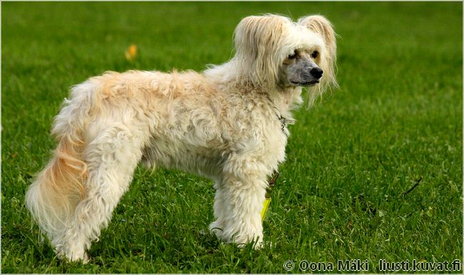 Zhannel's Teddy Bear