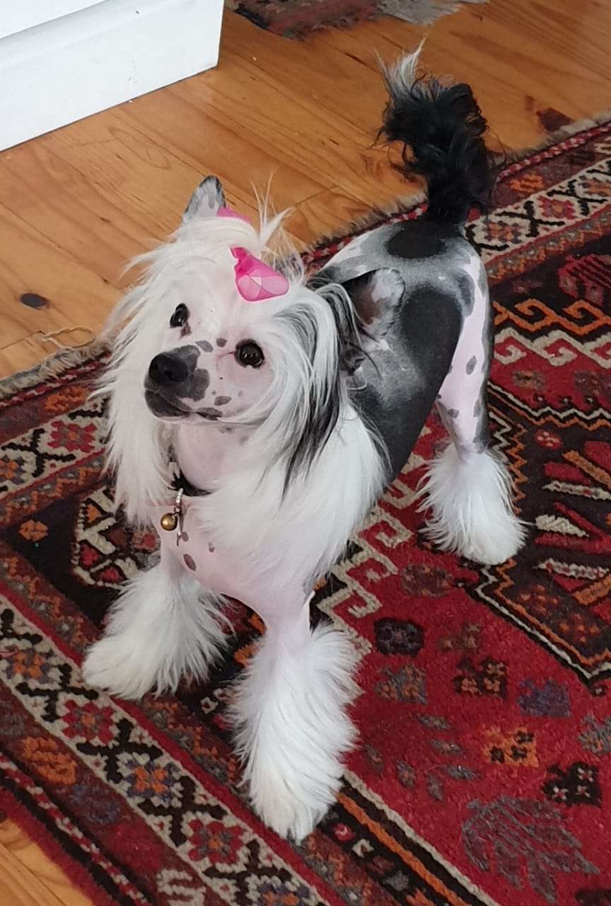 Krescendo Endless Love