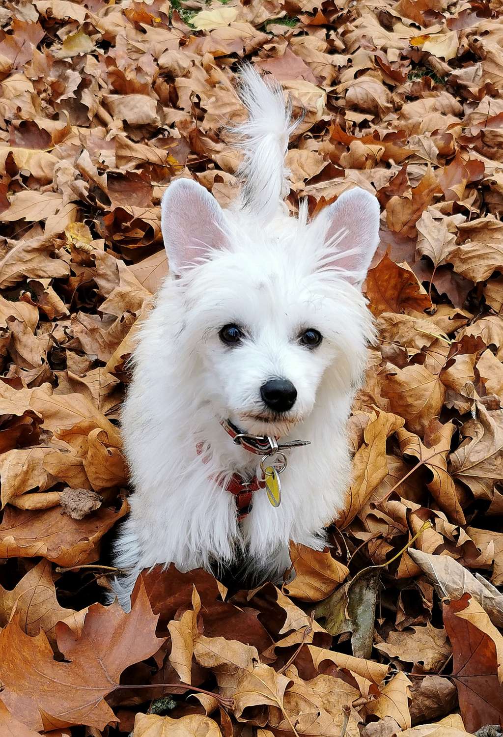 Xtra Gold Edition  von Shinbashi