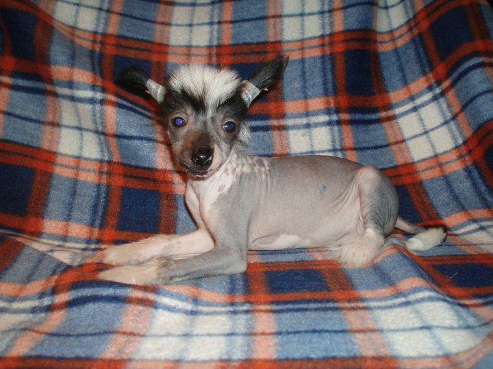 Atxarrea Thundering Mantis