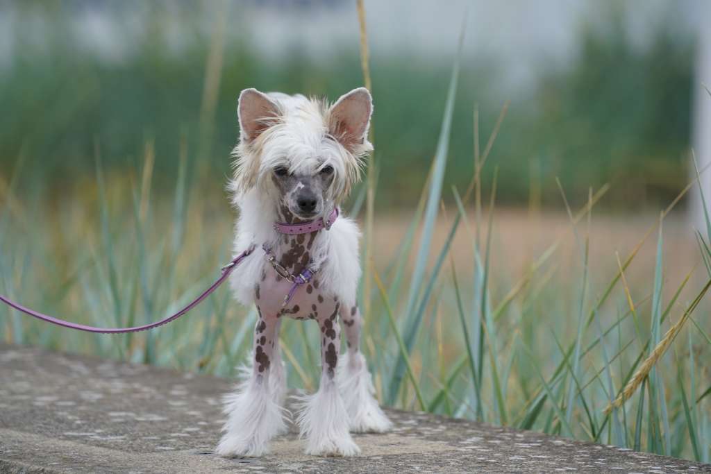 Coco Chanel  von Shinbashi