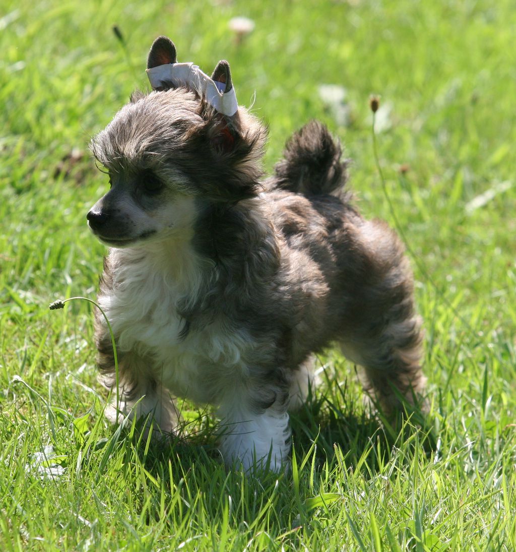 Candy of coffe de Almamasan