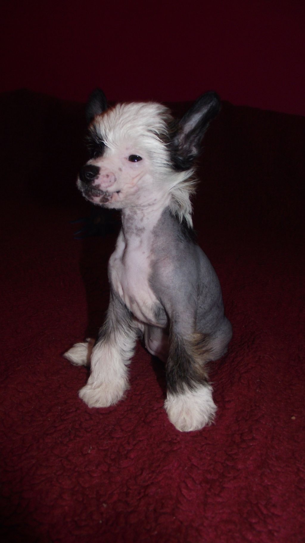 Black Queen Georgina- Guci