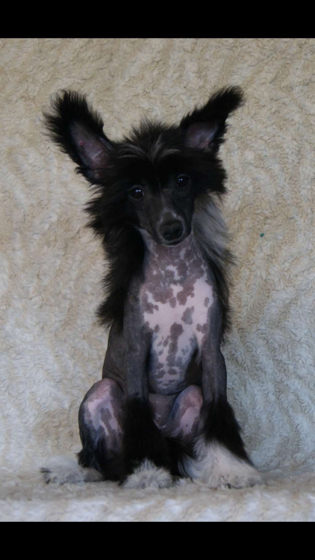 Star Style Vingreta Magnificenta