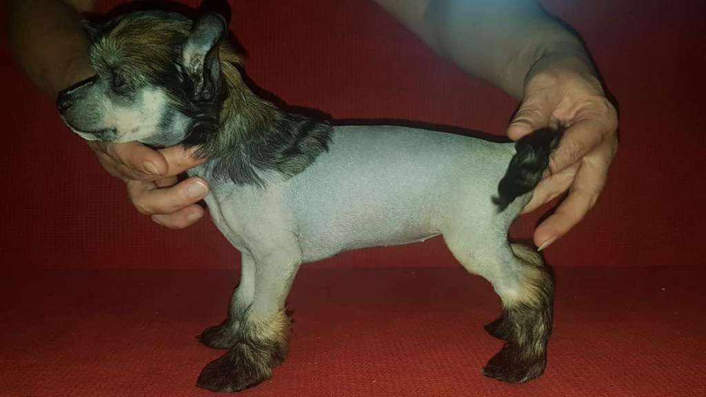 Dogventures Butterfly Effect