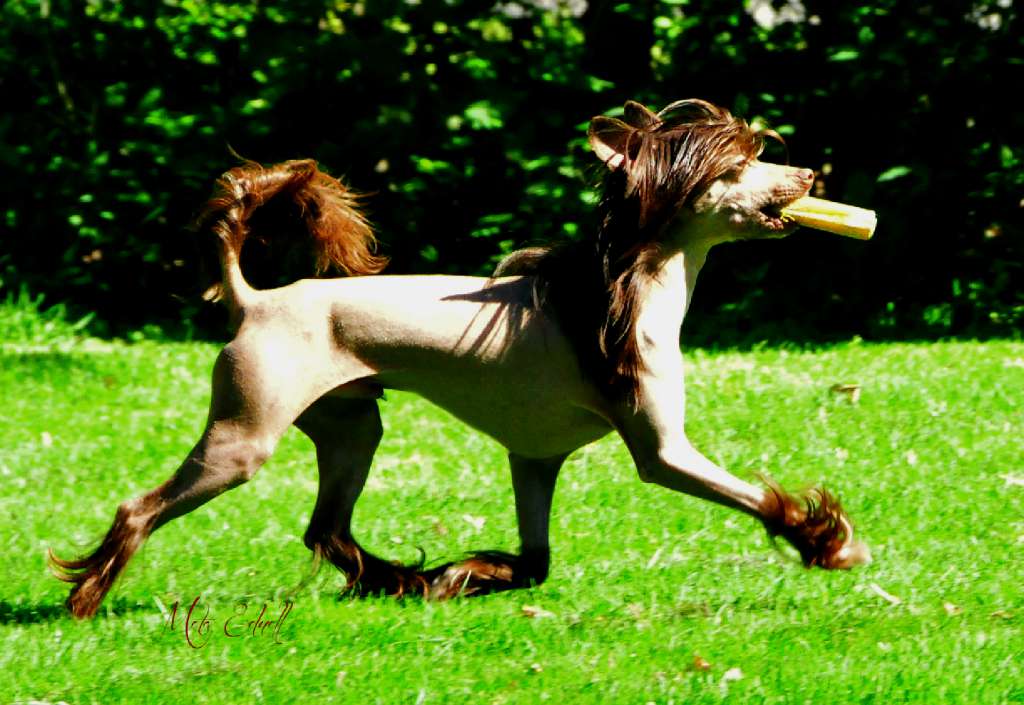 Tiny Rascal's Total Eclips