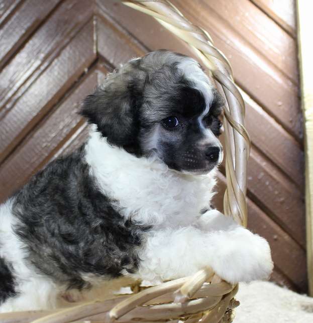 Angel O' Check Torri