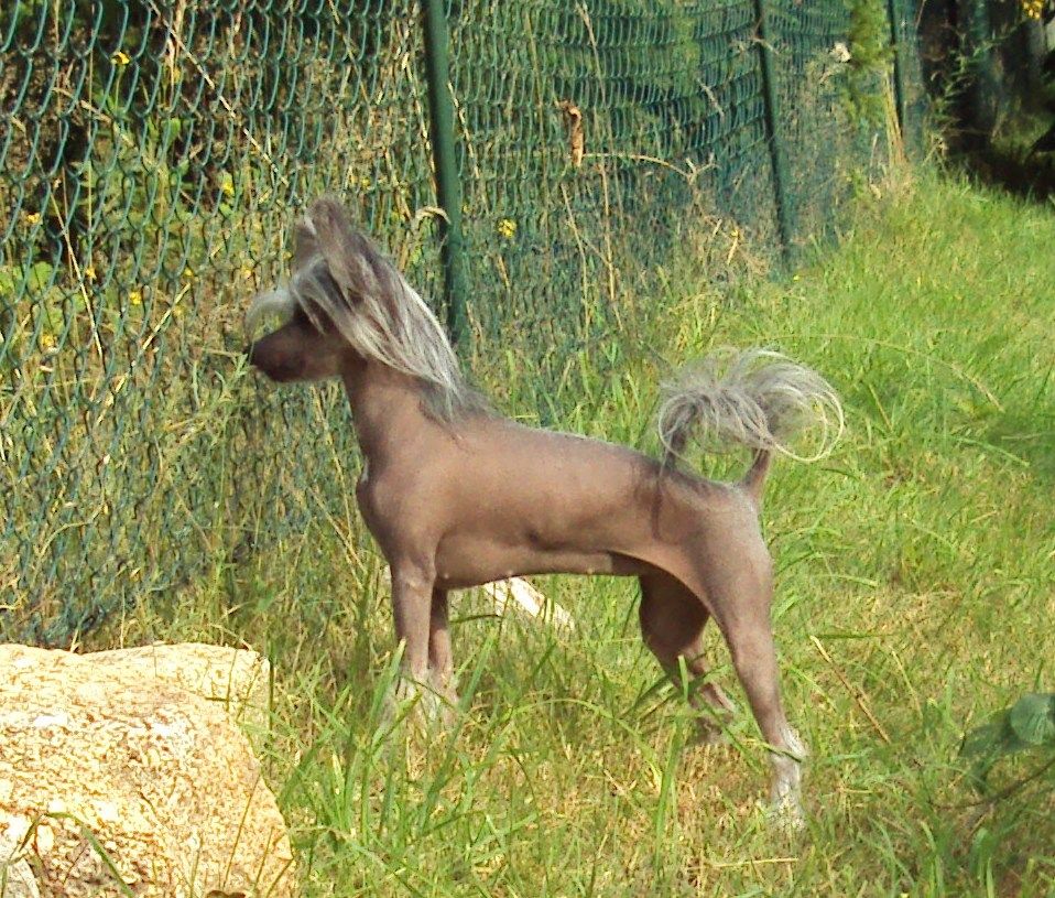 Sunshinepearl's Zaphira 