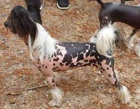 Konishiki Querkus Petraea