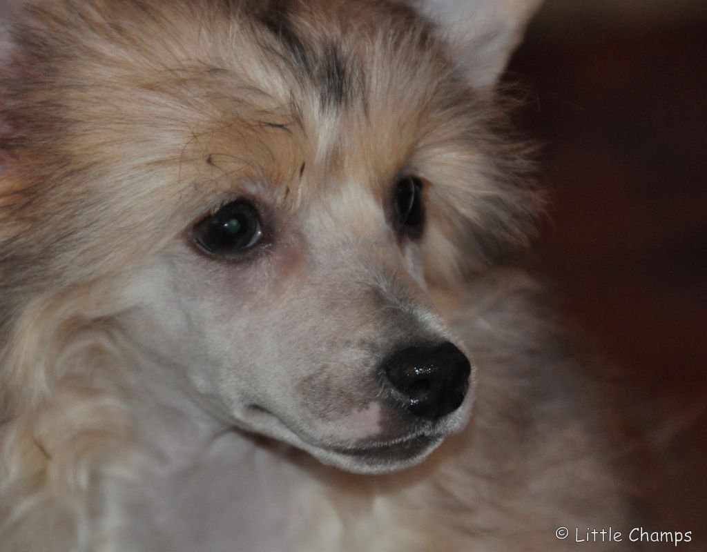 J'Hallucine Little Champs