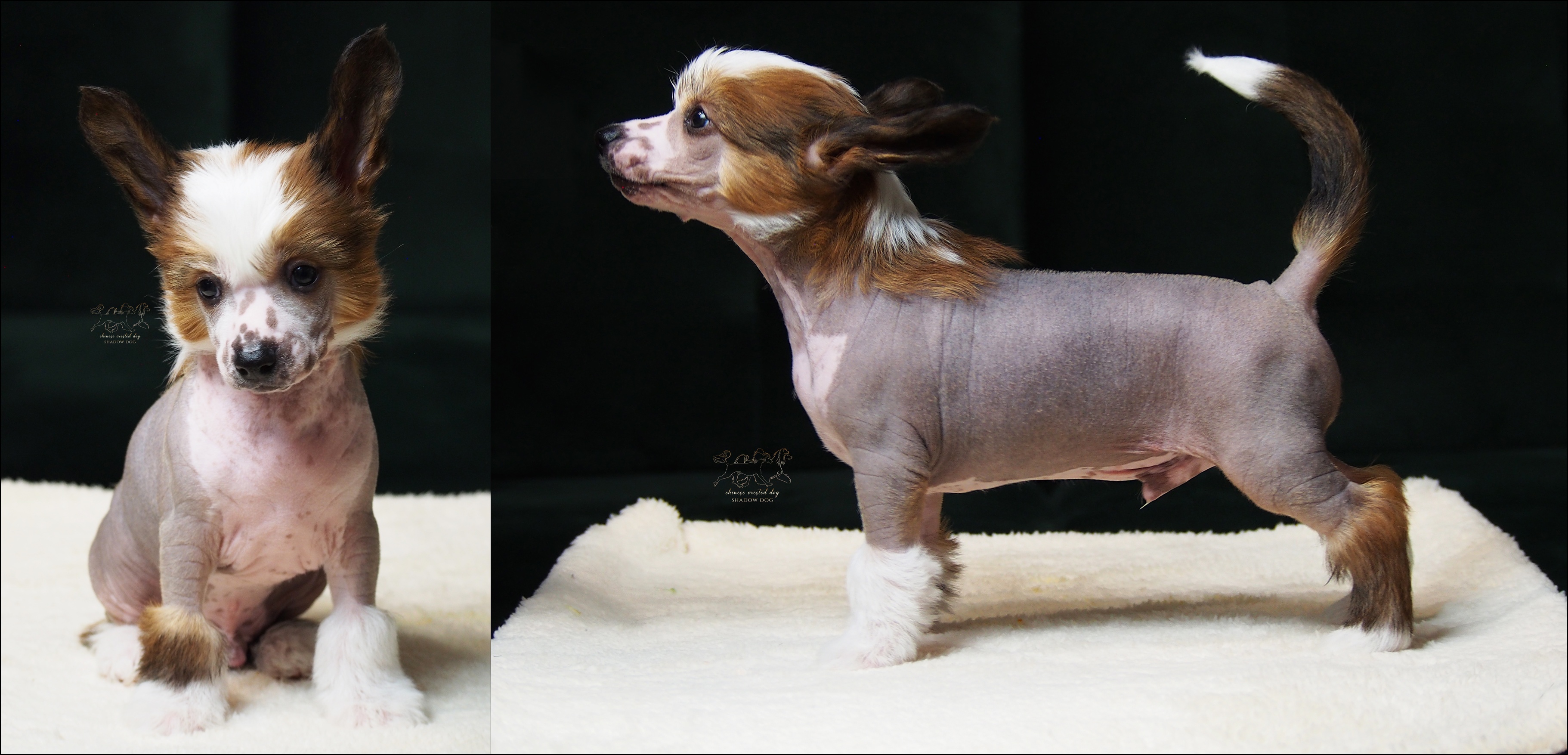 DAIZO Shadow Dog