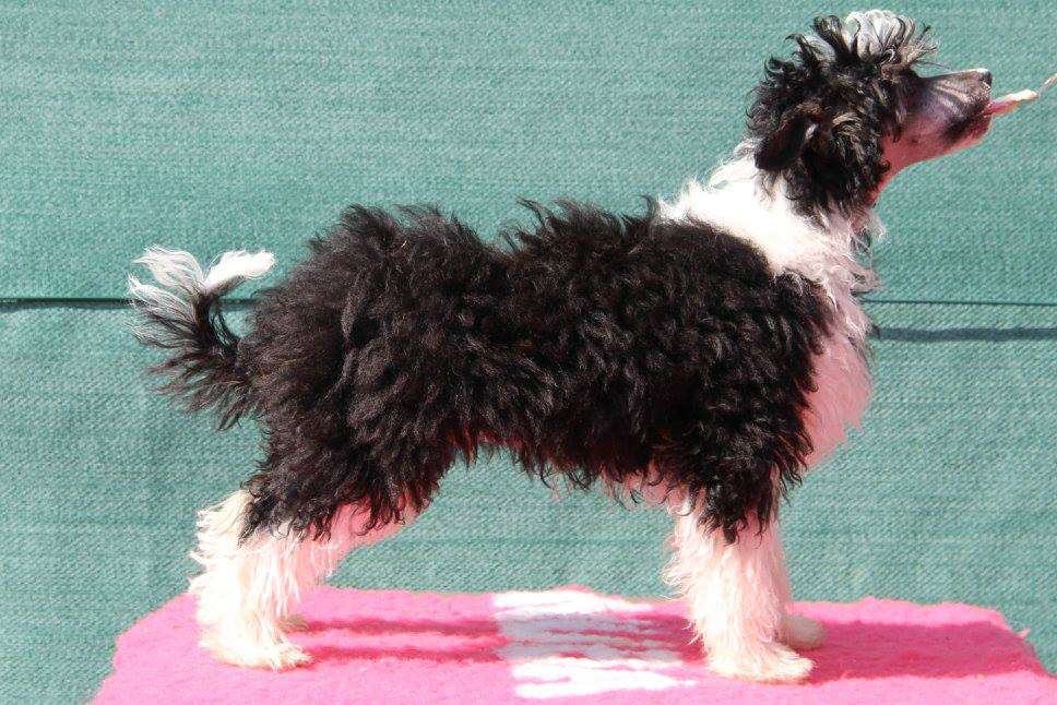 Qupido  Kameleondogs