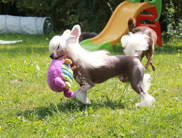 Haut les Coeurs Little Champs