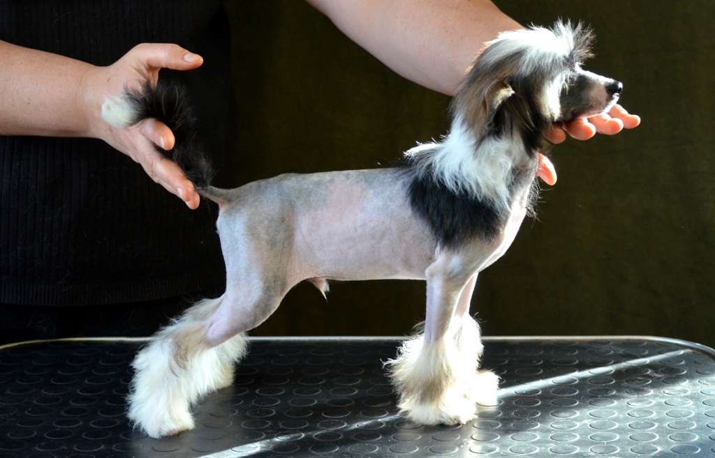 Magic of Success Martin