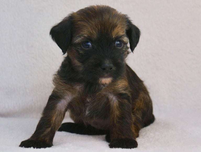 Beyesa's Summer Love