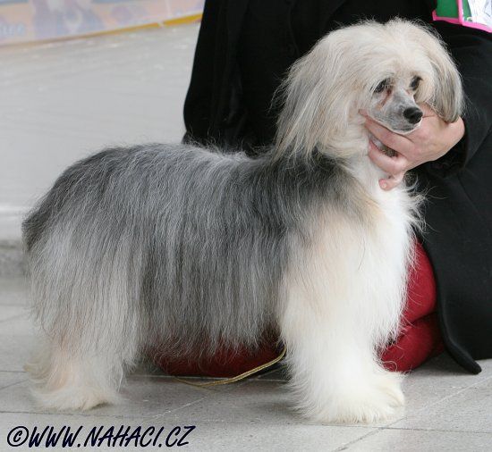 Cruella De Vill Al Maarii Sapphire