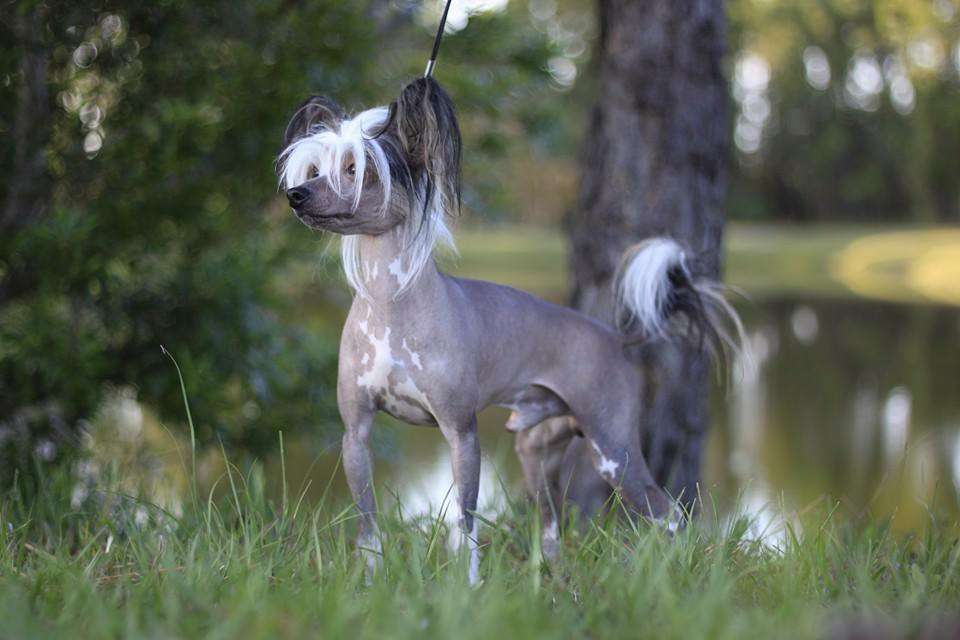 Brigadunes Happily Ever After