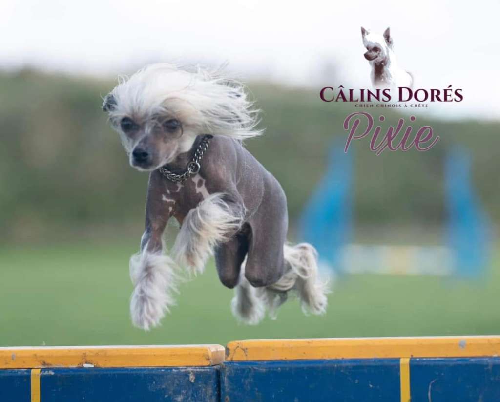 Theodora des Calins Dores