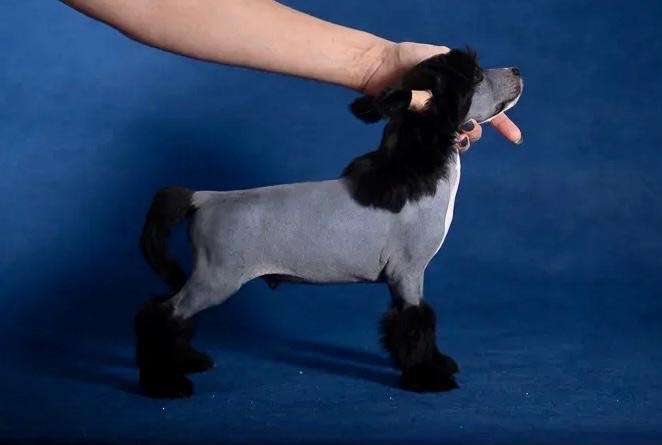 Fiery Fame Yo-yo Bounce