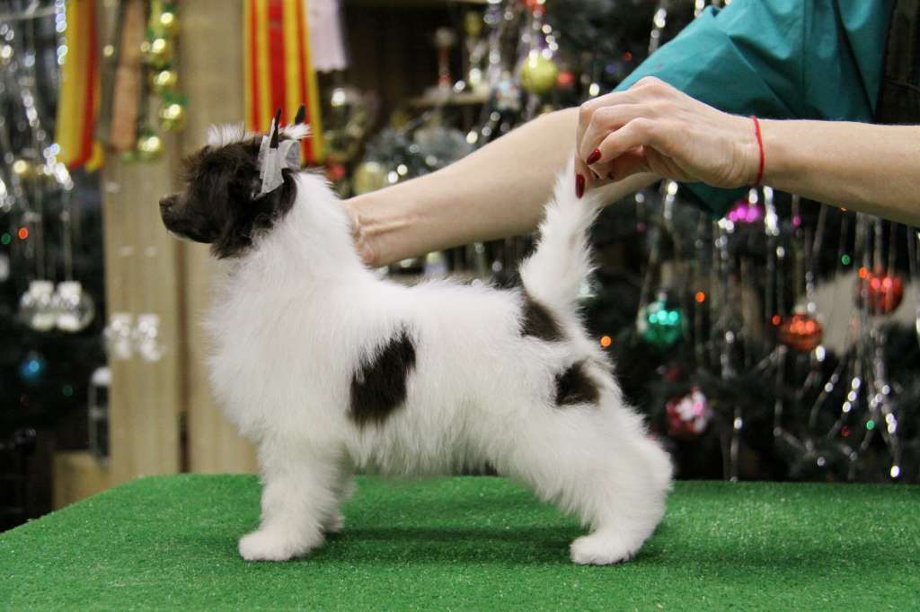 Zheneva-debjut Romilly-ronny