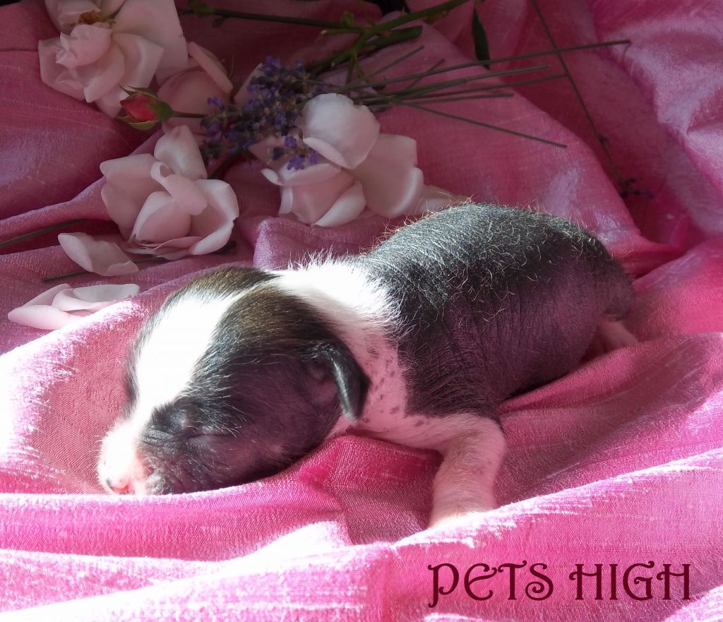 Pets High Glenn Miller In The Mood !