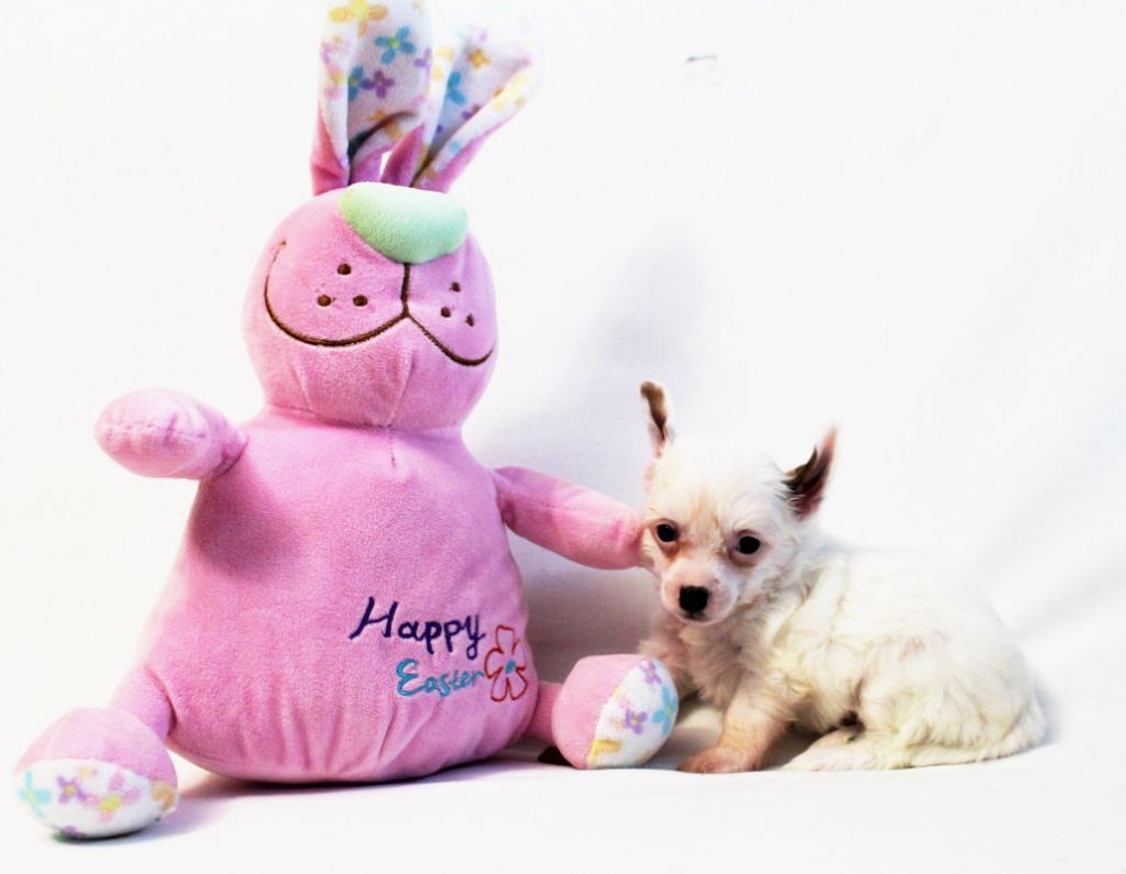 Khaza  Merlin  Monro