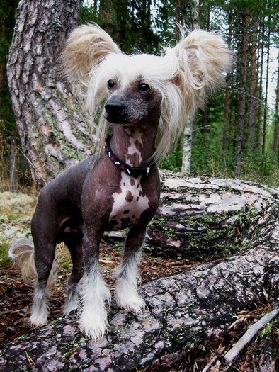 Crystal Storm Rebel Yell