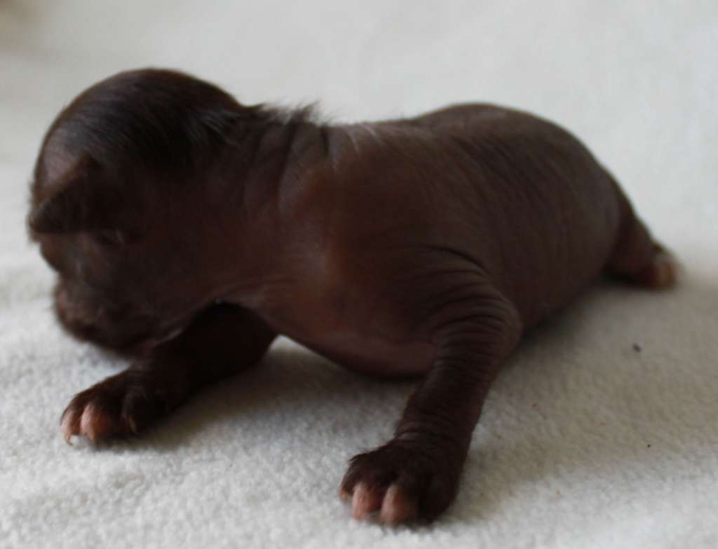 Symon Drive iz Clana Timurlana