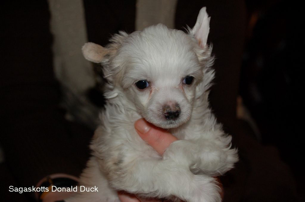 Sagaskotts Donald Duck