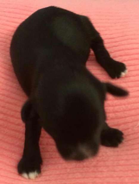 Absolute Souls Shadow Rose