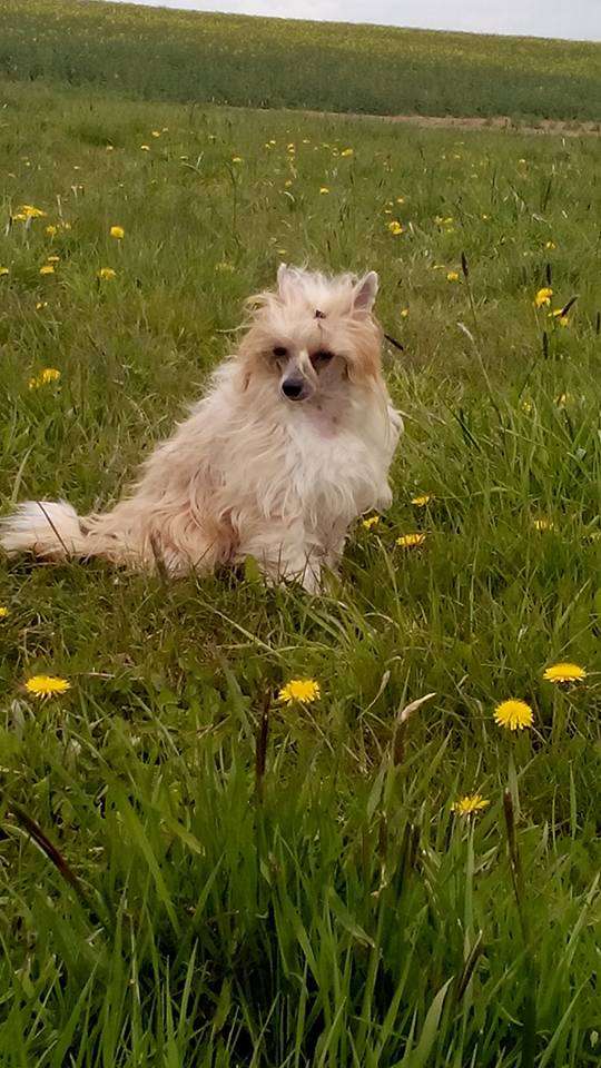 Ashley  Domestic Angel