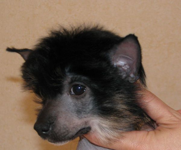 Dogland Happy Hennessi