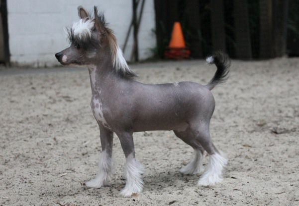 N' Top Model De Rama