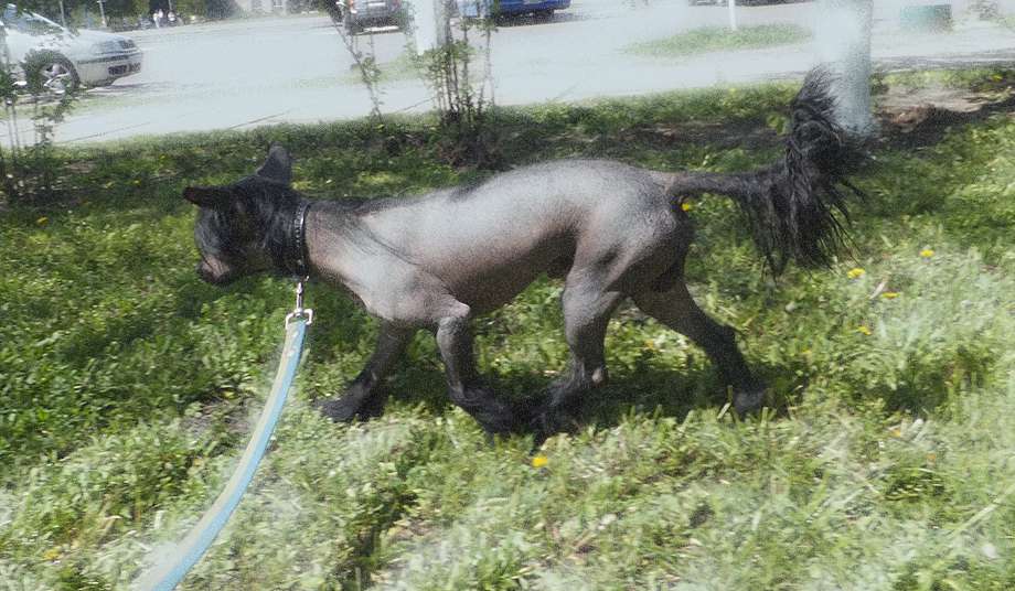 Rugen Miko Dark Gold Luck