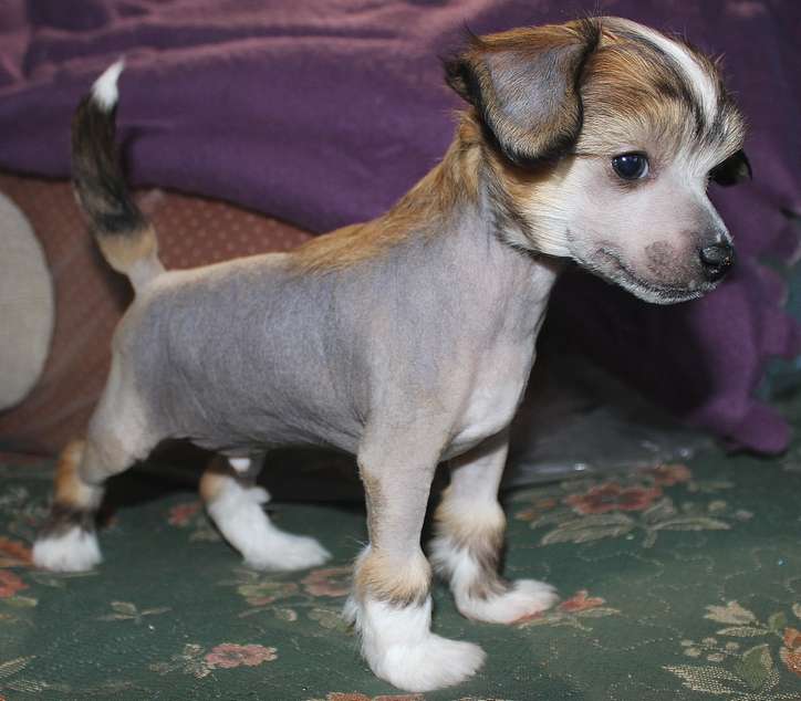 Angel O'Check Vladimir Krasno Solnyshko