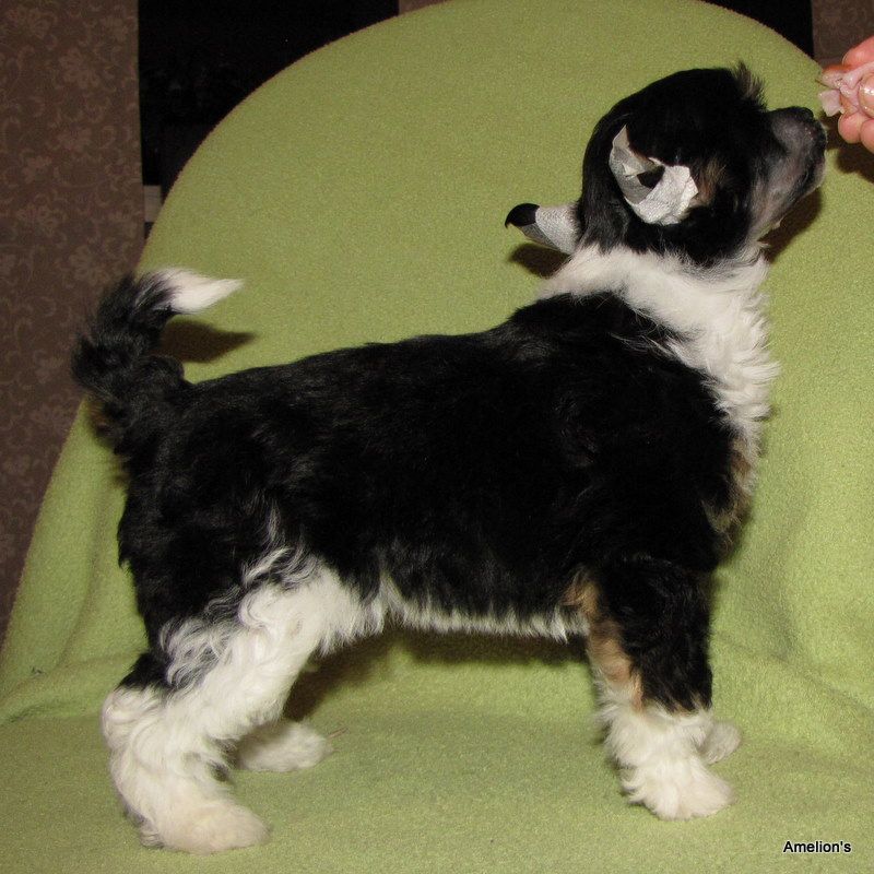 Amelion's Nigerian Cobra