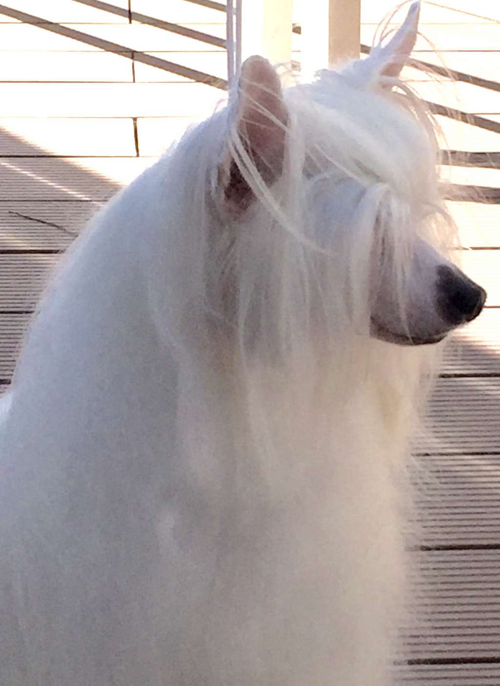 MyAngel-Cristall n Chloe La Reine Blanche