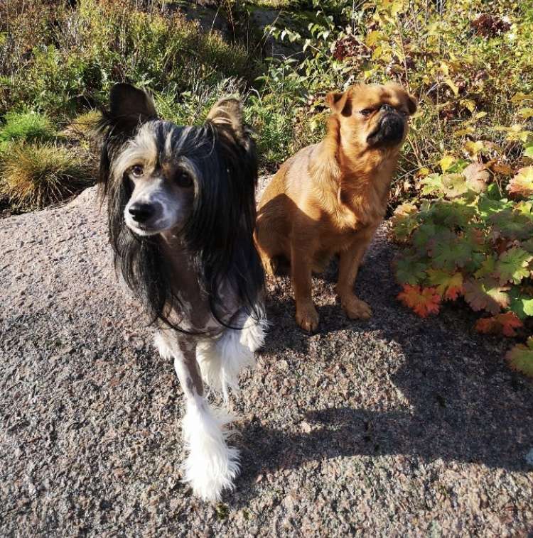 Absolute Souls Spicy Hot Habanero