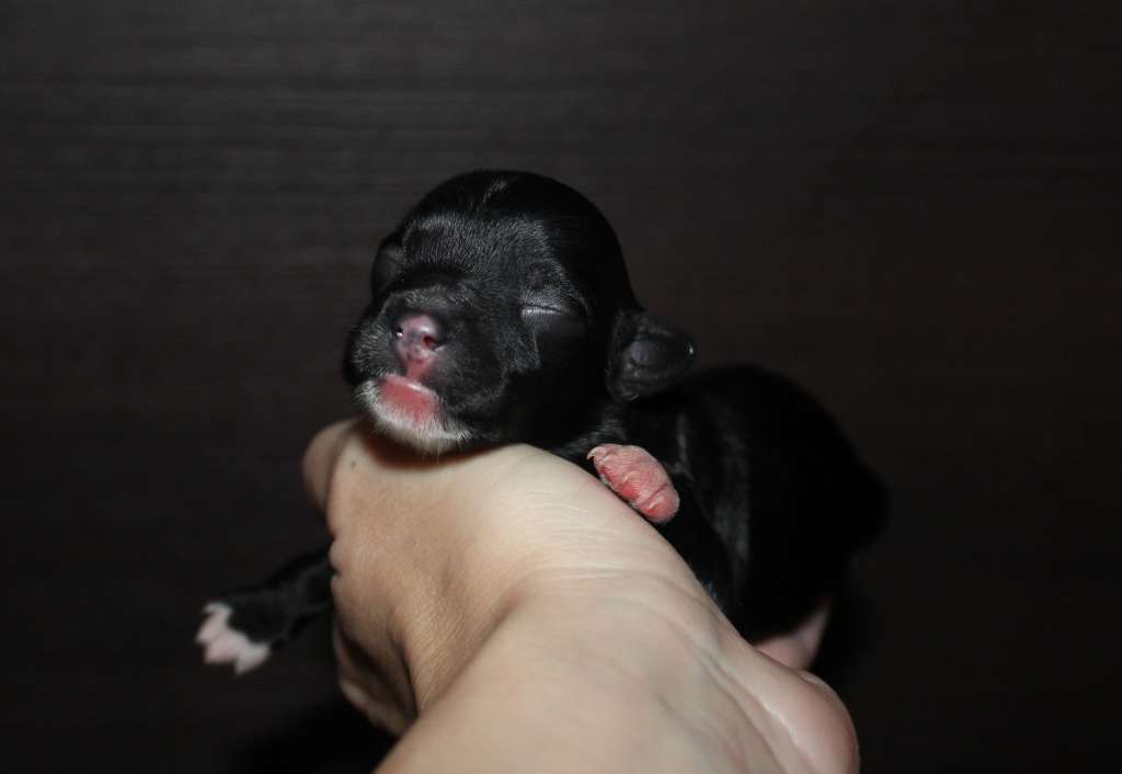 Charuyuschiy Soblazn Ch...