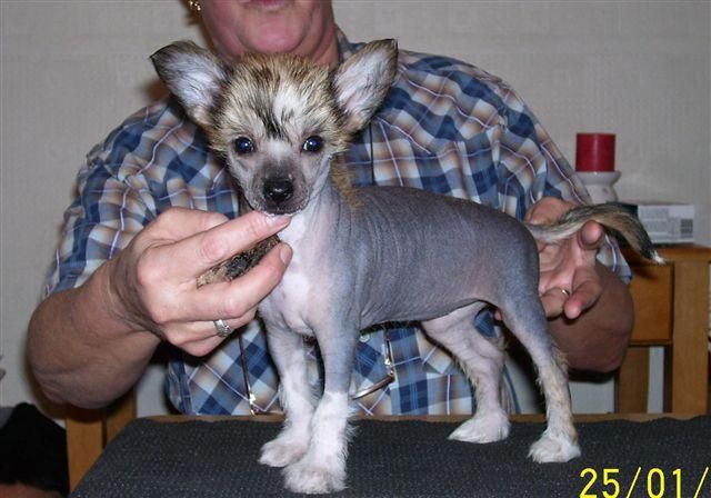 Ajatiaza Miss Pickwick