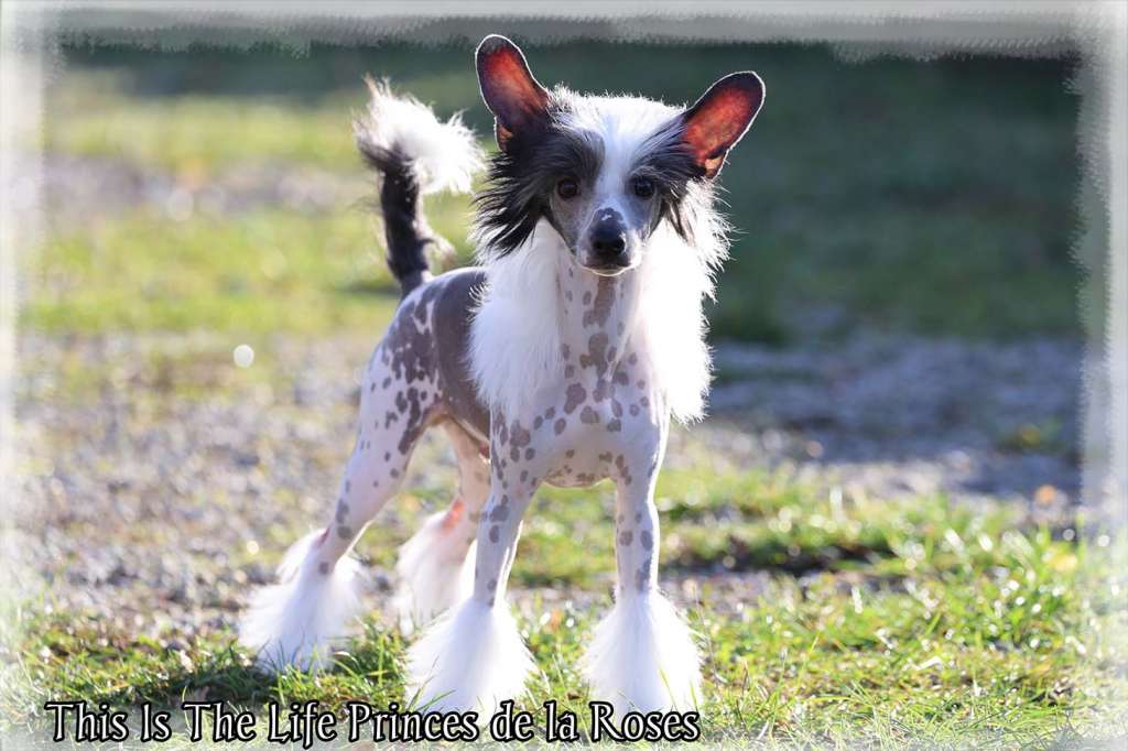 This Is The Life  Princes de la Roses