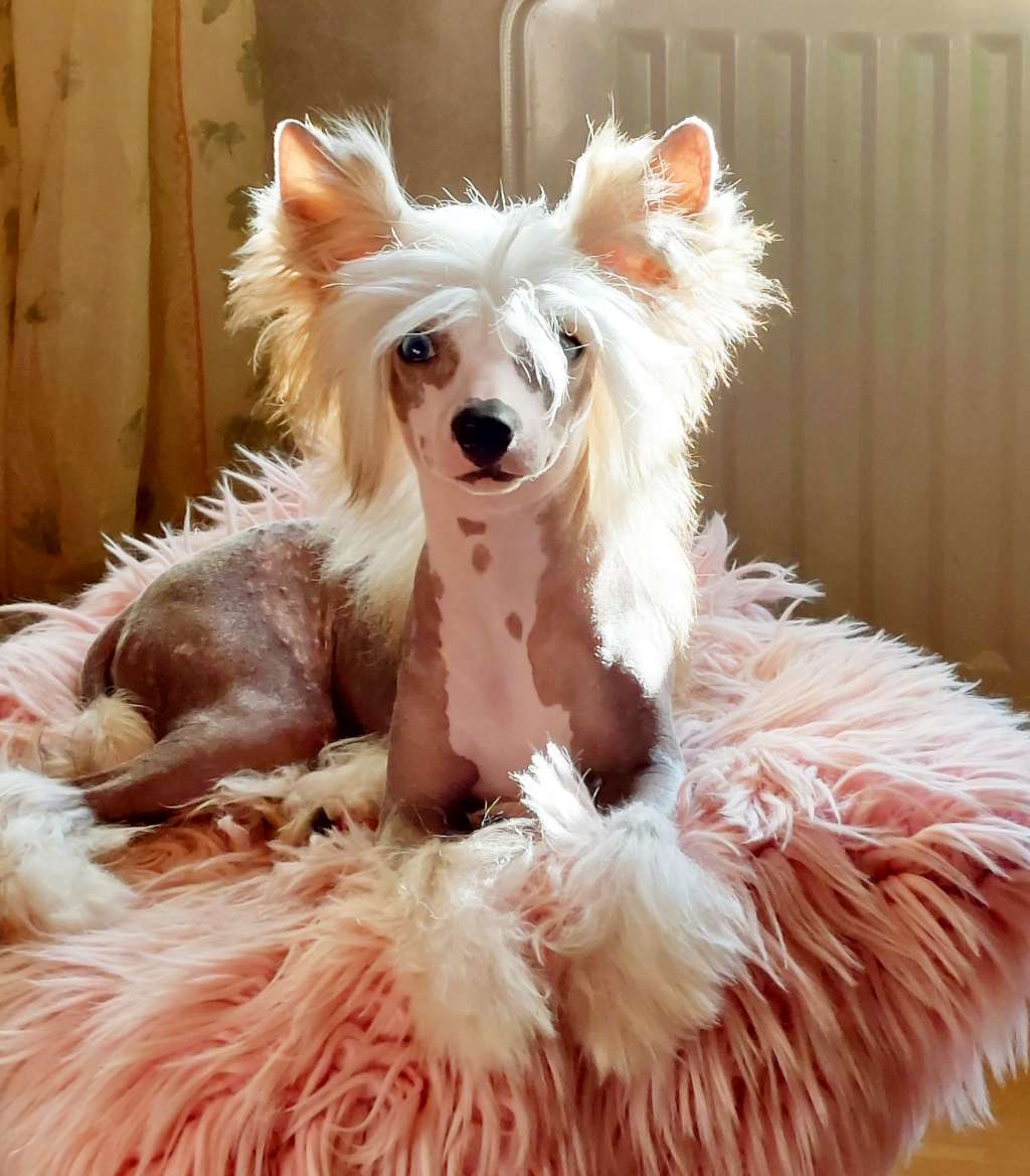 ChinoPata's Tiny Meeny Miny Moe