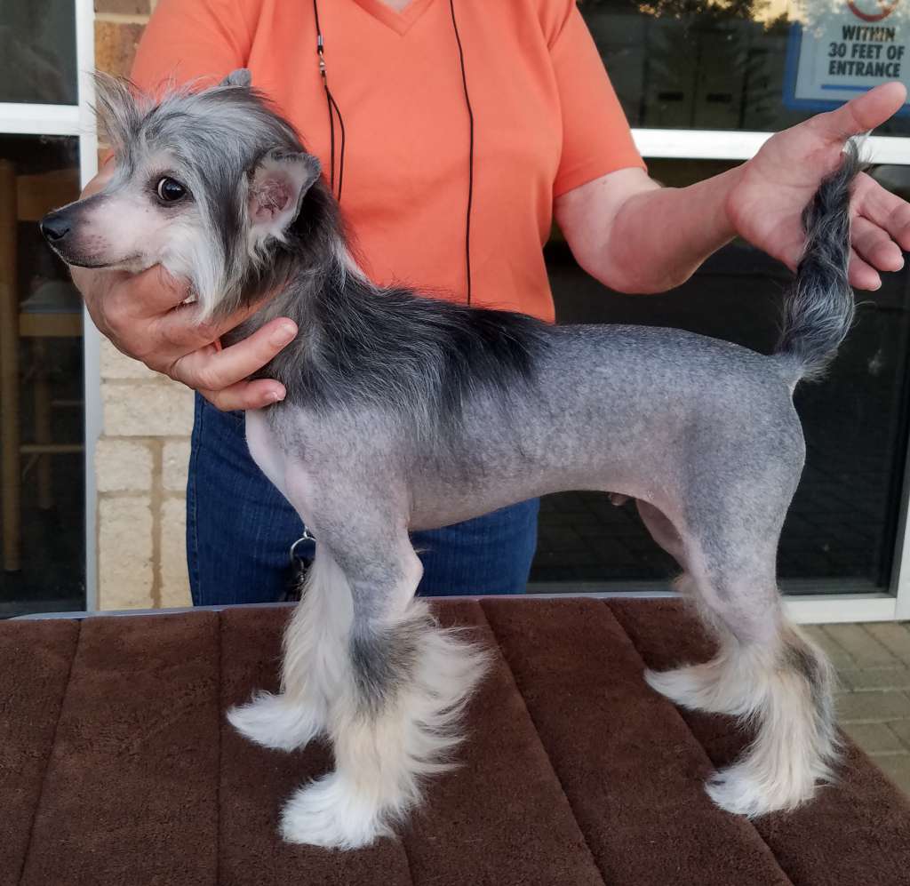 By Angel Wings I Have A Dream