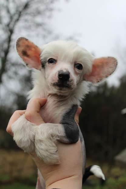 Burlesque Thunder from down under