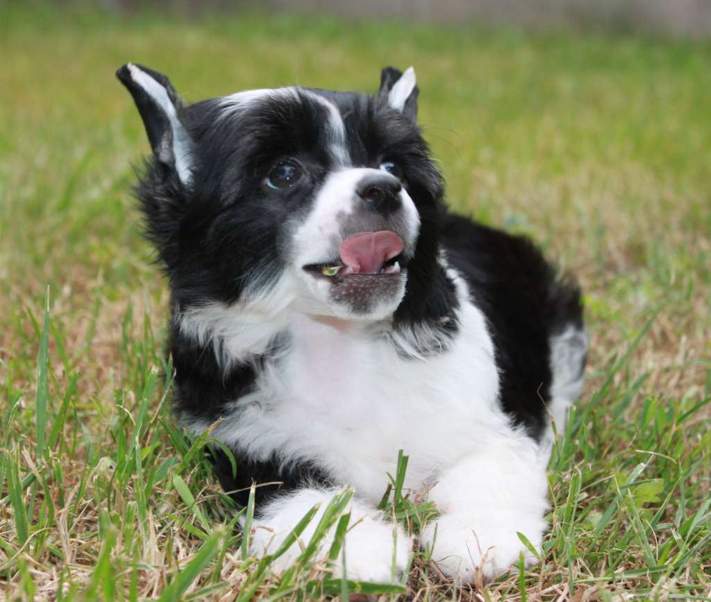 Galaxi Cherish  iz Clana Timurlana