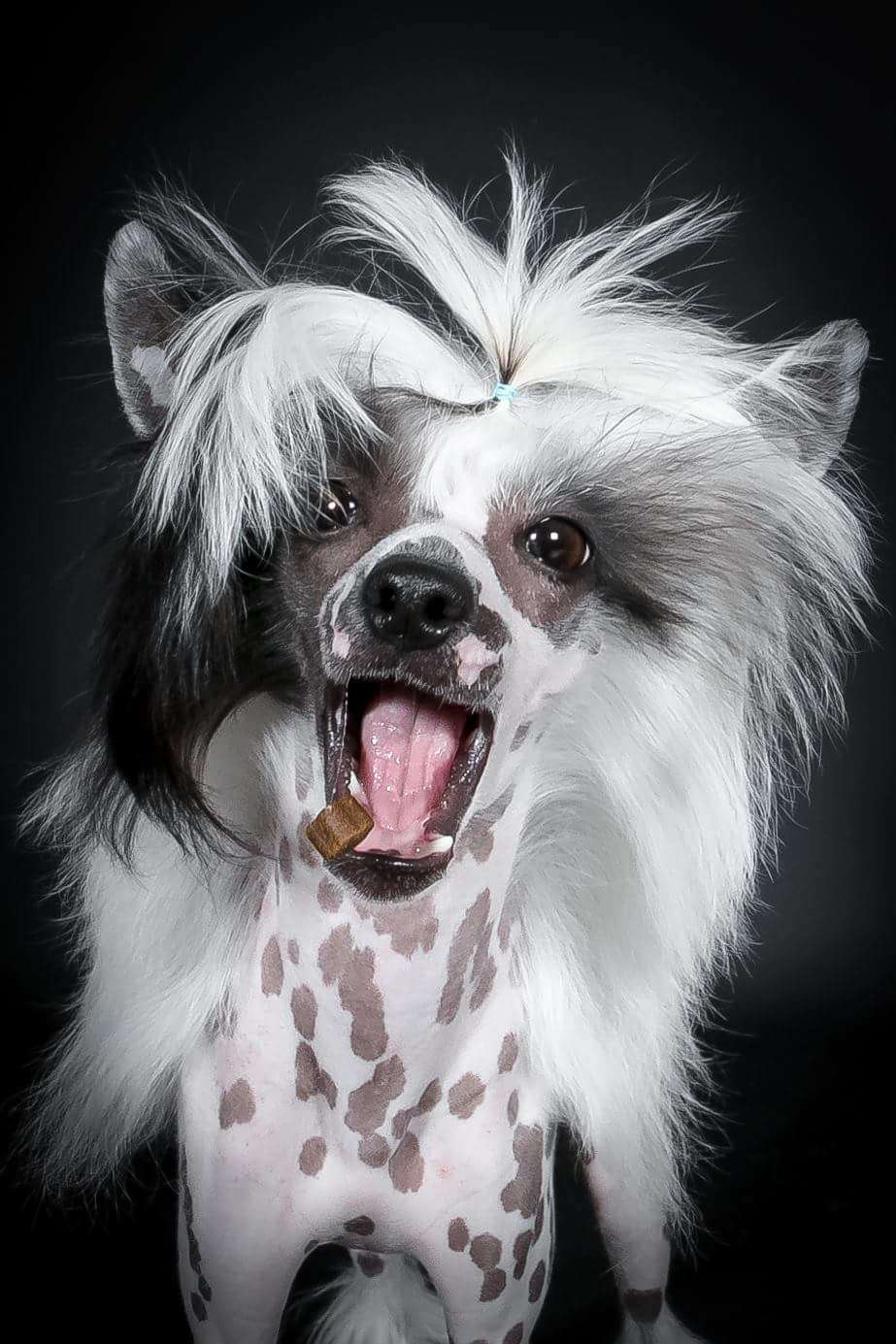 Crazy Cresteds Cayman Jaleo