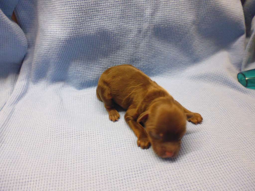 Charuyuschiy Soblazn Zaken